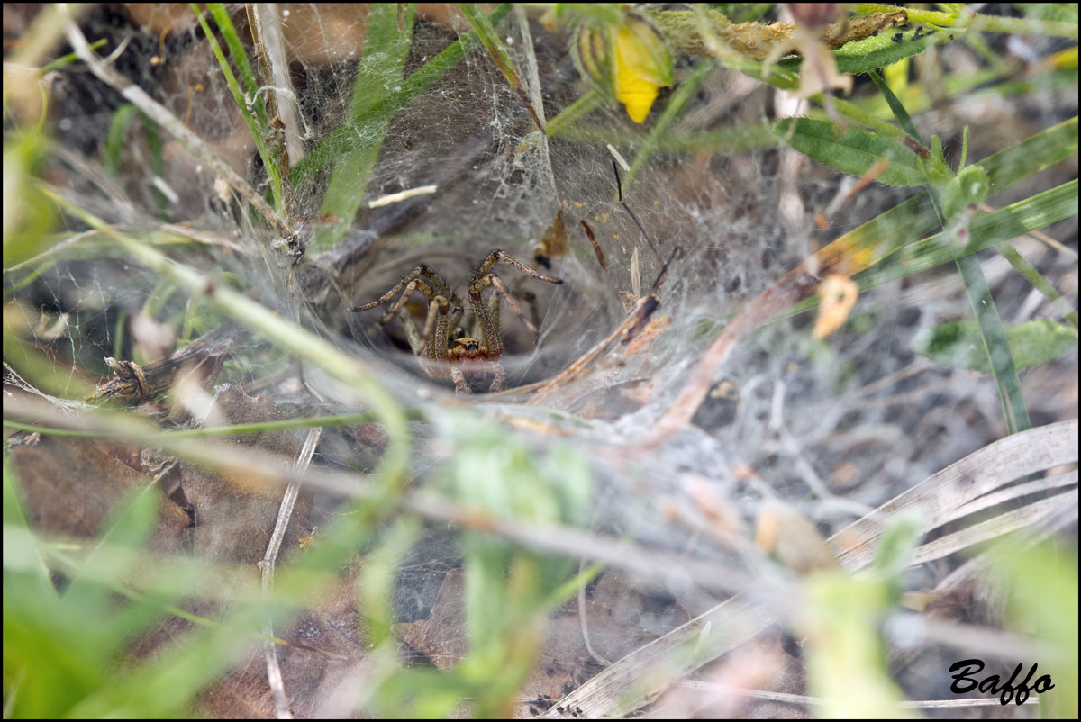 Oxyopes heterophthalmus; Agelena labyrinthica - Buie(Croazia